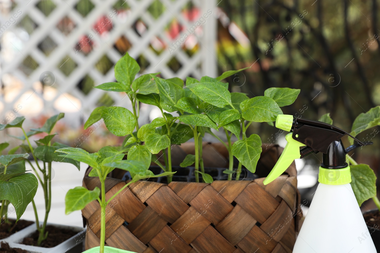 Photo of Vegetable seedlings growing in plastic containers with soil and spray bottle outdoors