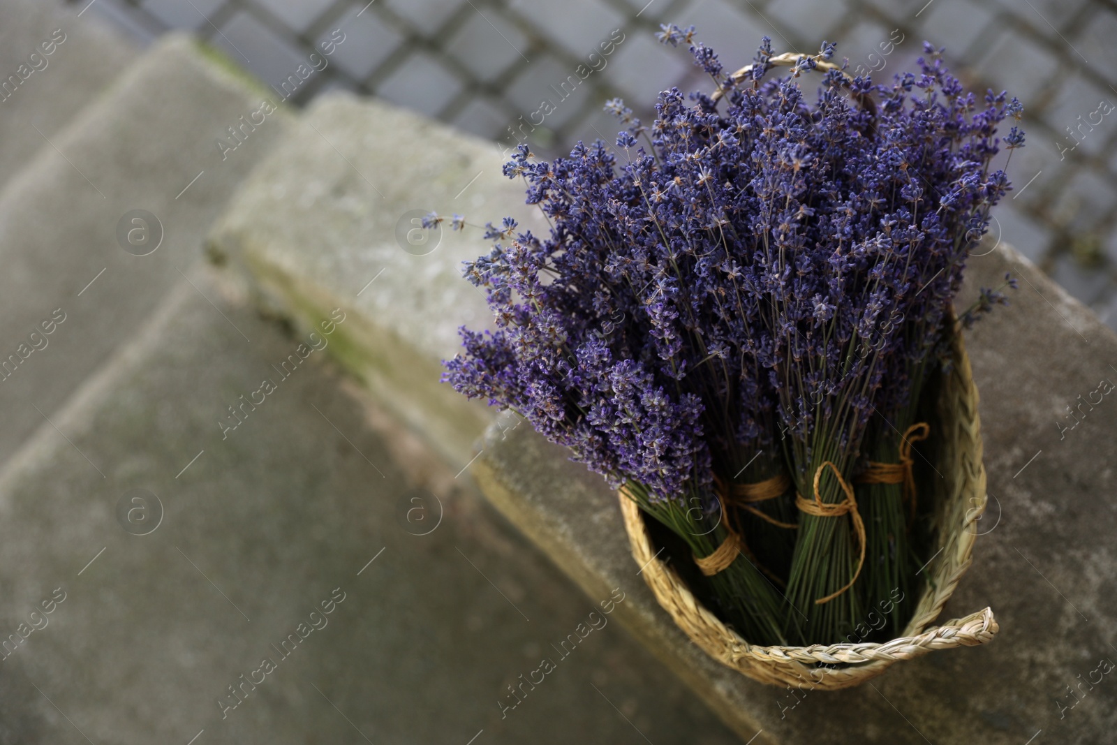 Photo of Wicker basket with beautiful lavender flowers outdoors, space for text