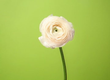 Photo of Beautiful ranunculus flower on color background