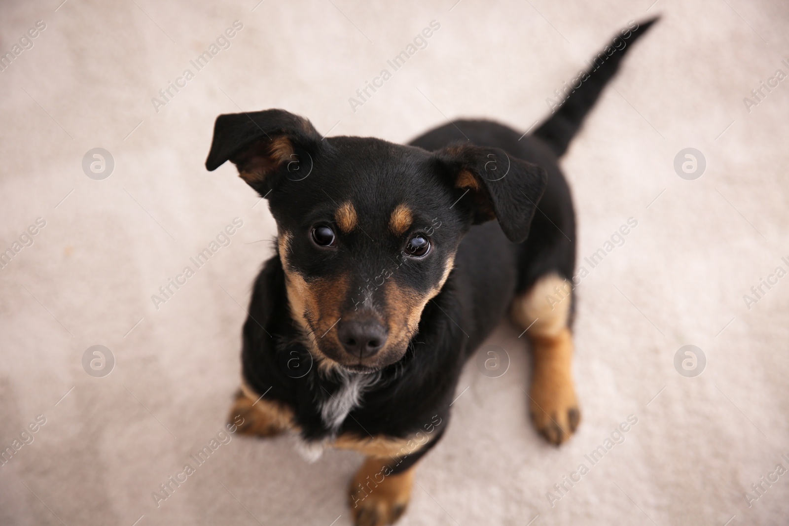 Photo of Cute little black puppy sitting on floor, above view