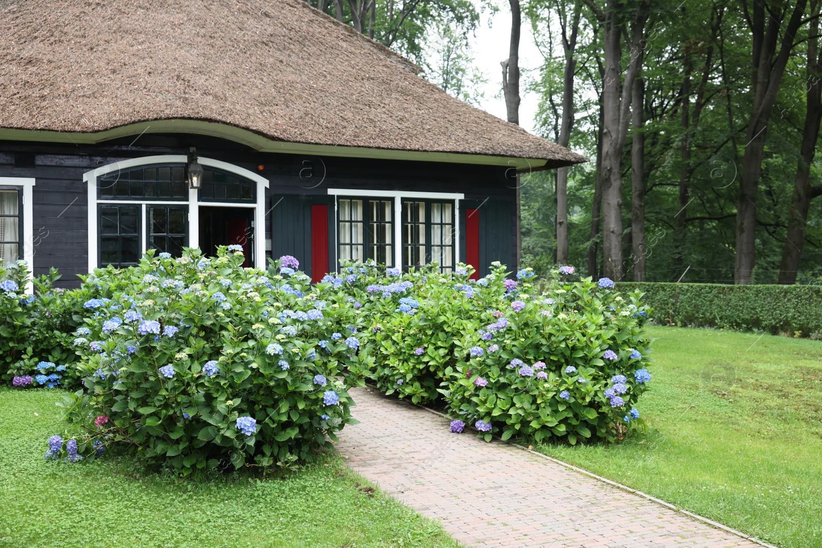 Photo of Beautiful blooming hydrangeas in front yard of lovely little cottage. Landscape design