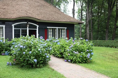 Photo of Beautiful blooming hydrangeas in front yard of lovely little cottage. Landscape design