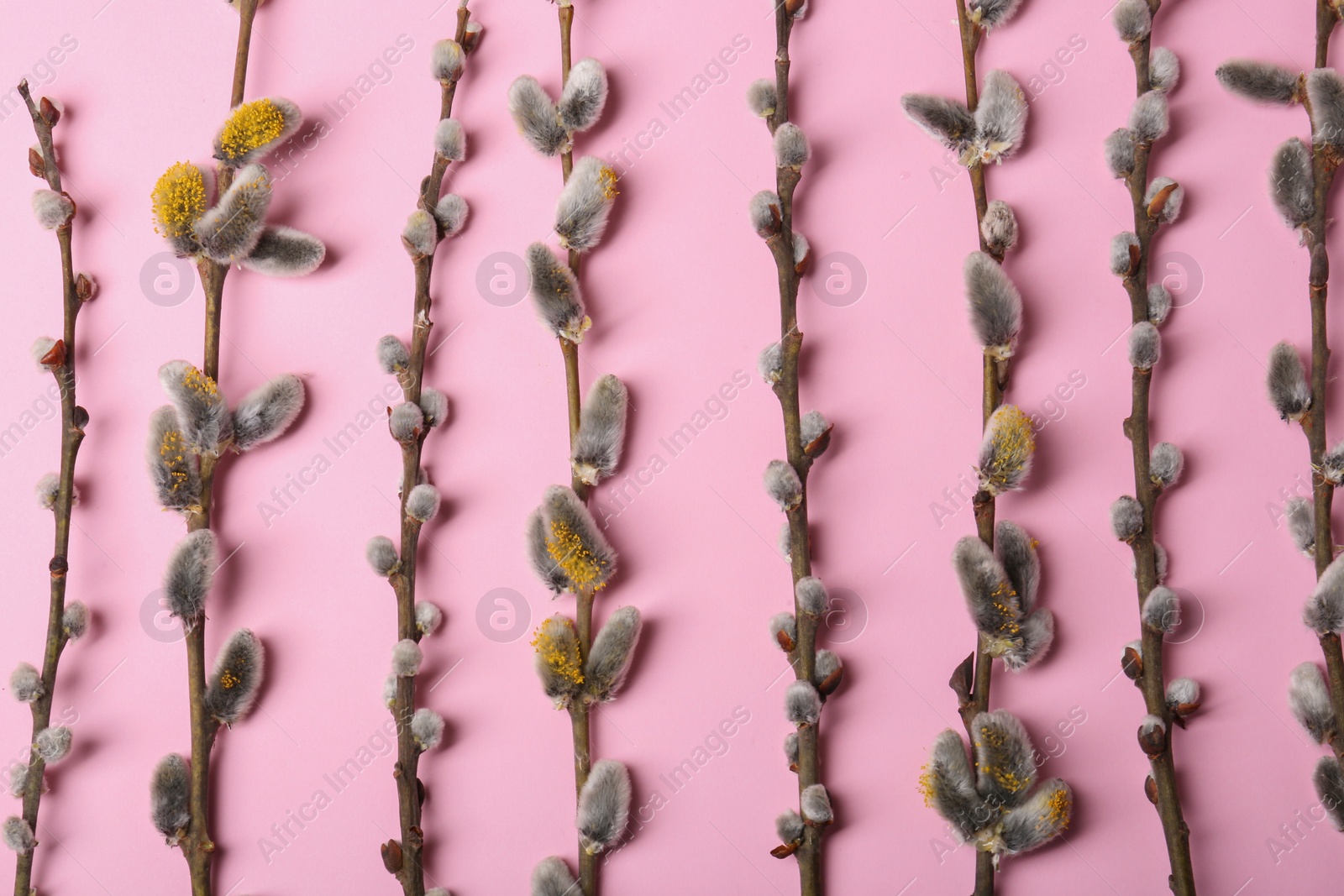 Photo of Beautiful blooming willow branches on pink background, flat lay