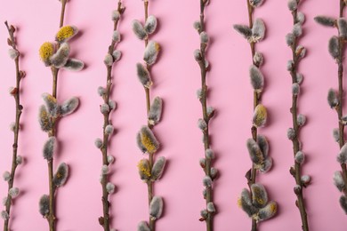 Photo of Beautiful blooming willow branches on pink background, flat lay