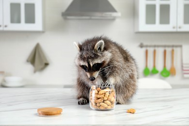 Photo of Cute raccoon eating peanuts on table in kitchen