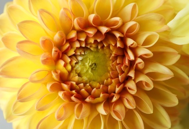 Photo of Beautiful yellow dahlia flower as background, closeup