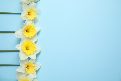 Photo of Flat lay composition with daffodils and space for text on color background. Fresh spring flowers