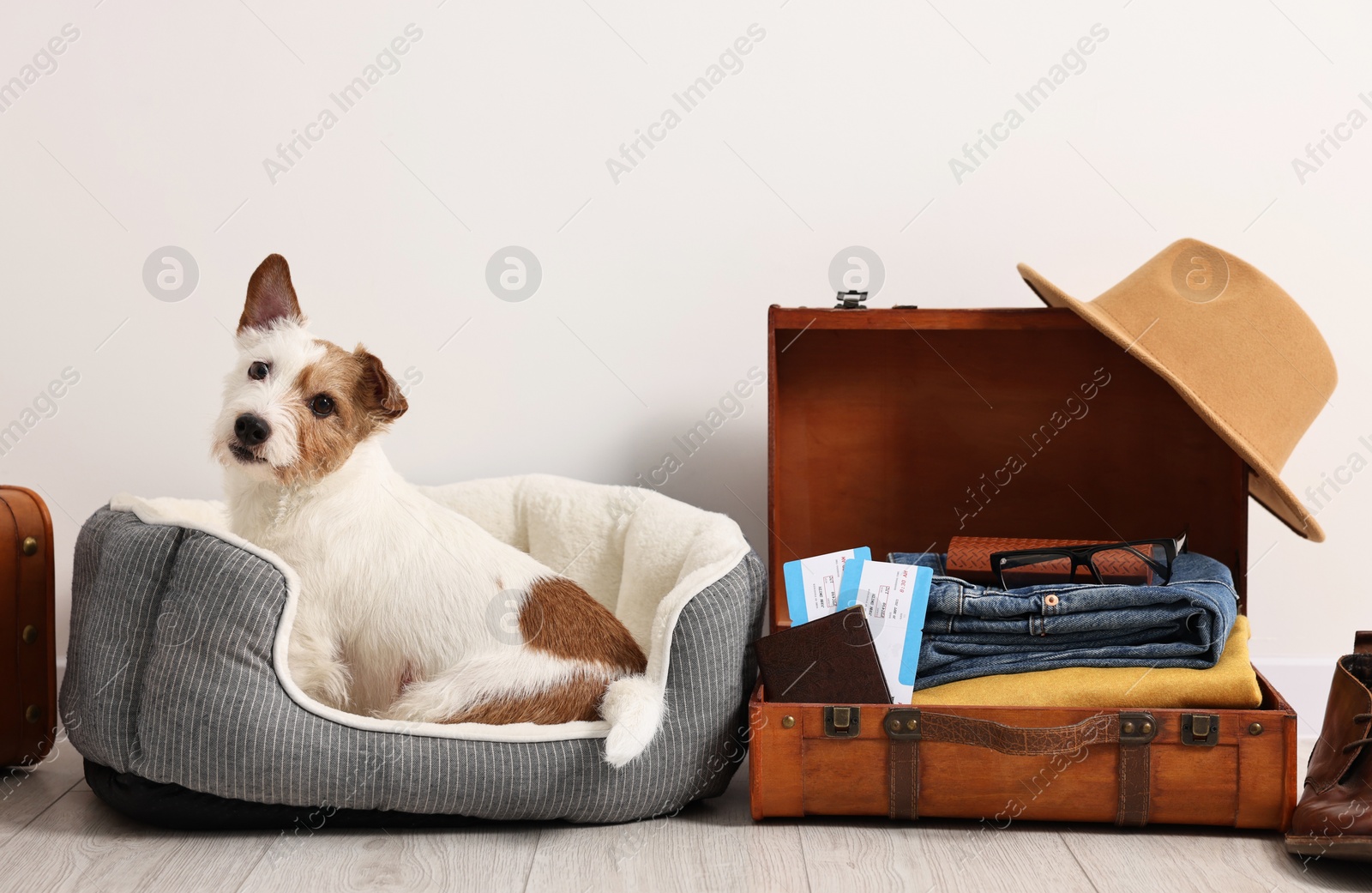 Photo of Travel with pet. Dog, clothes, passport, tickets and suitcase indoors