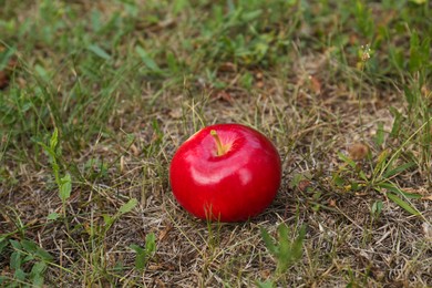 Photo of Red ripe apple on ground in garden