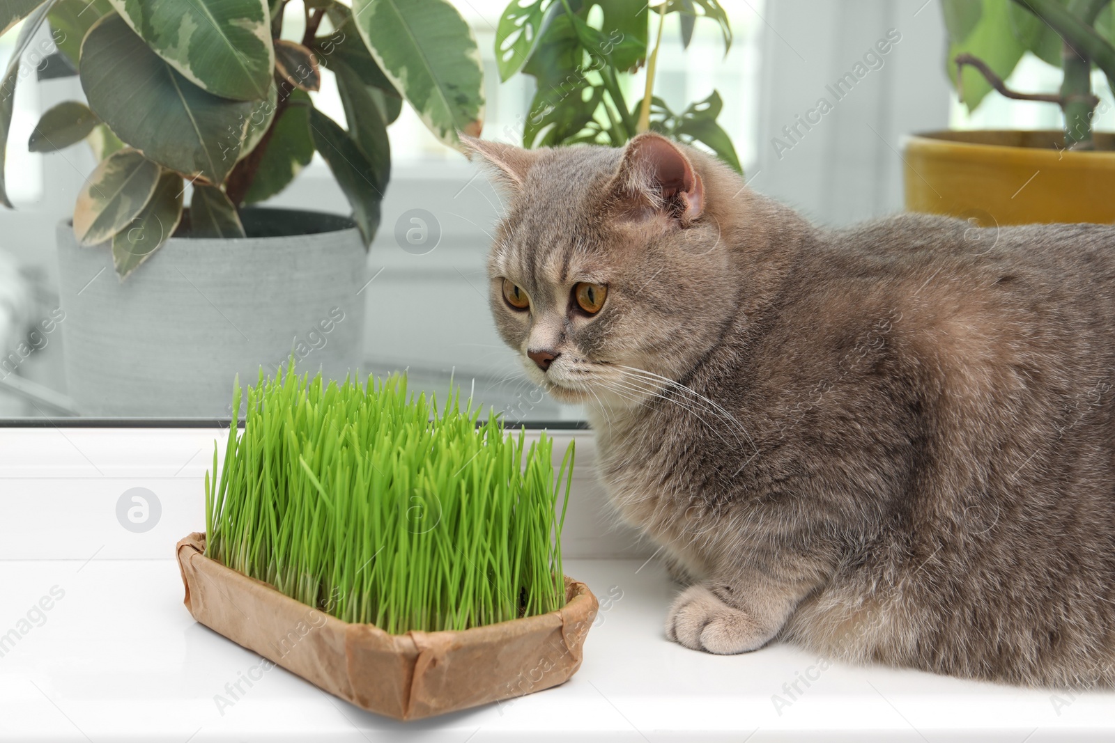 Photo of Cute cat near fresh green grass on windowsill indoors