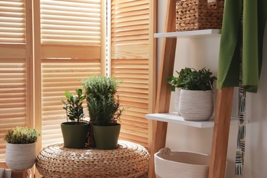 Photo of Different potted herbs in room. Interior design