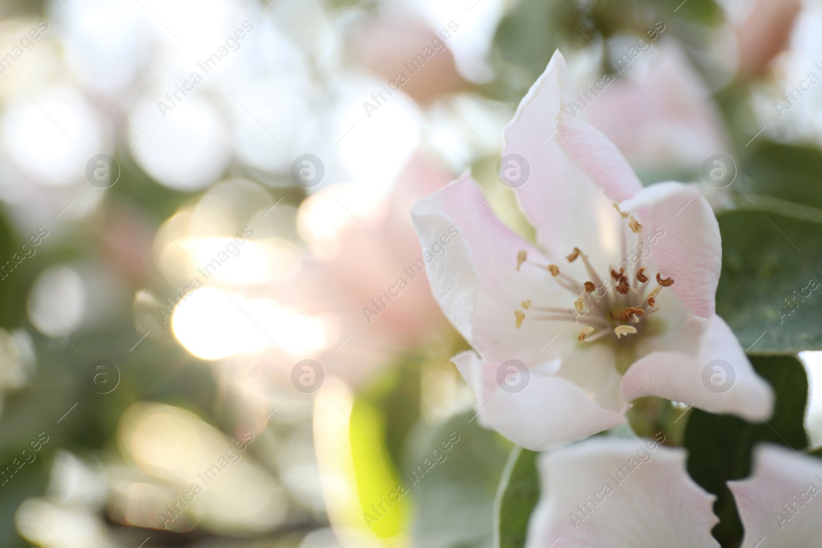 Photo of Closeup view of beautiful blossoming quince tree outdoors on spring day