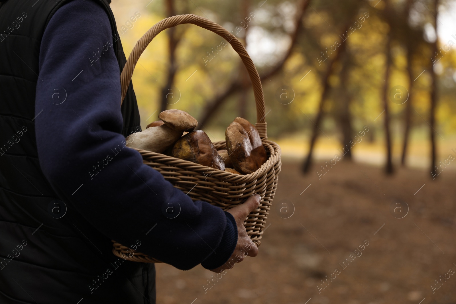 Photo of Man with basket full of wild mushrooms in autumn forest, closeup