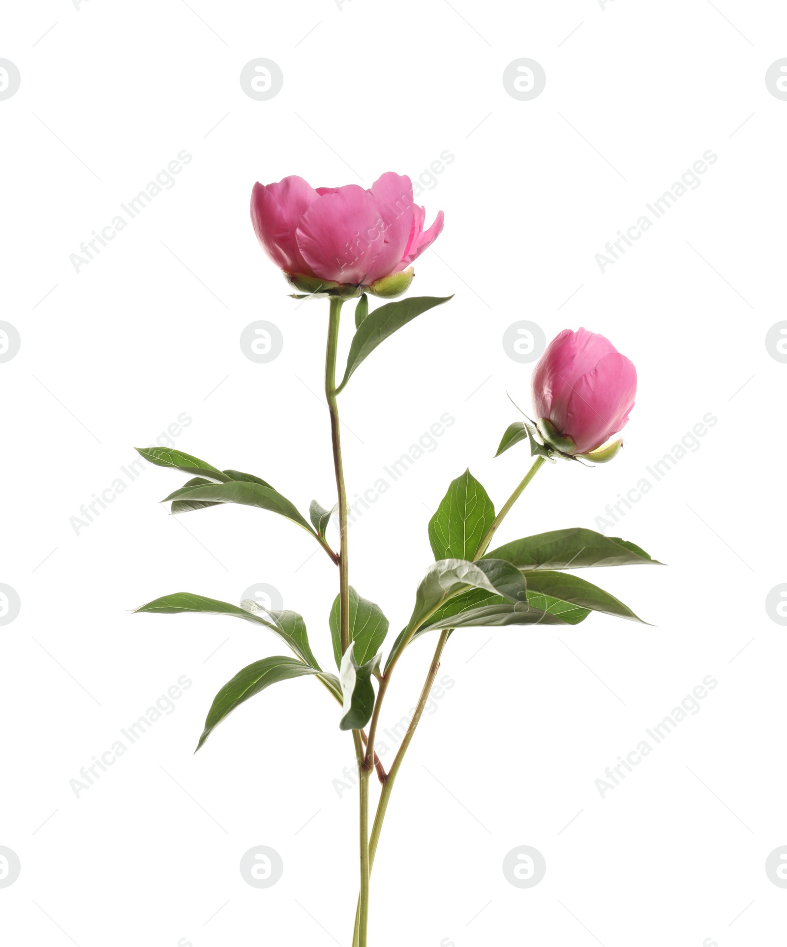 Photo of Fragrant peonies on white background. Beautiful spring flowers