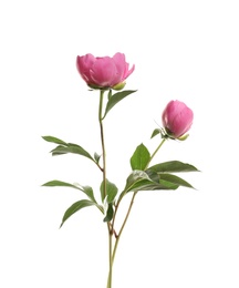 Photo of Fragrant peonies on white background. Beautiful spring flowers