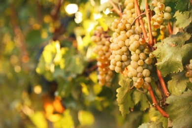 Photo of Fresh ripe juicy grapes growing on branches in vineyard