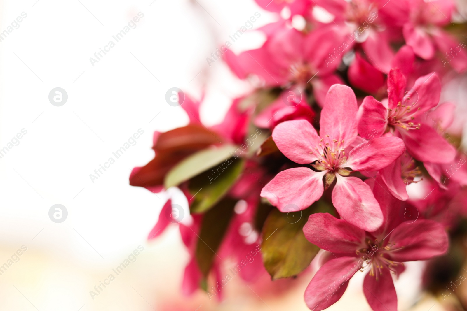 Photo of Closeup view of beautiful blossoming apple tree outdoors on spring day. Space for text