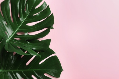 Beautiful monstera leaves on pink background, flat lay with space for text. Tropical plant