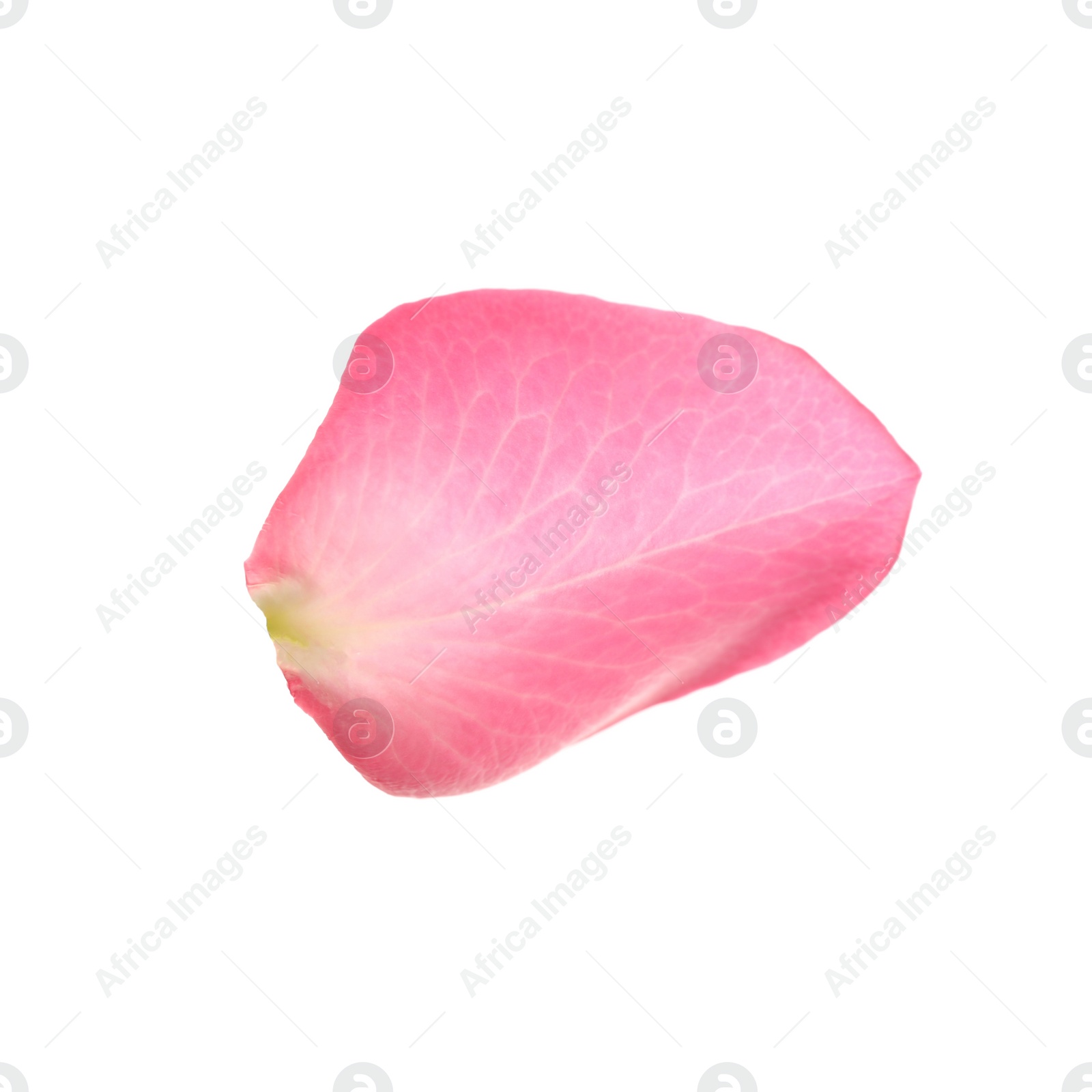 Photo of Fresh pink rose petal isolated on white