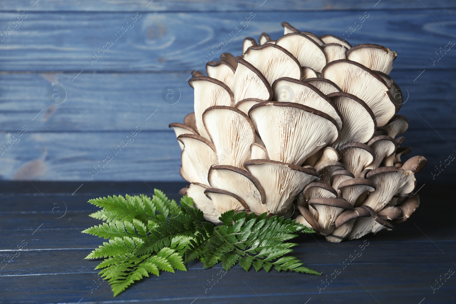 Photo of Delicious organic oyster mushrooms with leaves on table. Space for text