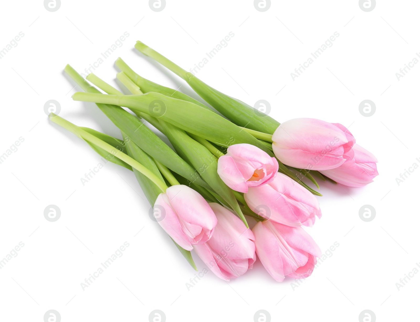 Photo of Beautiful pink spring tulips on white background