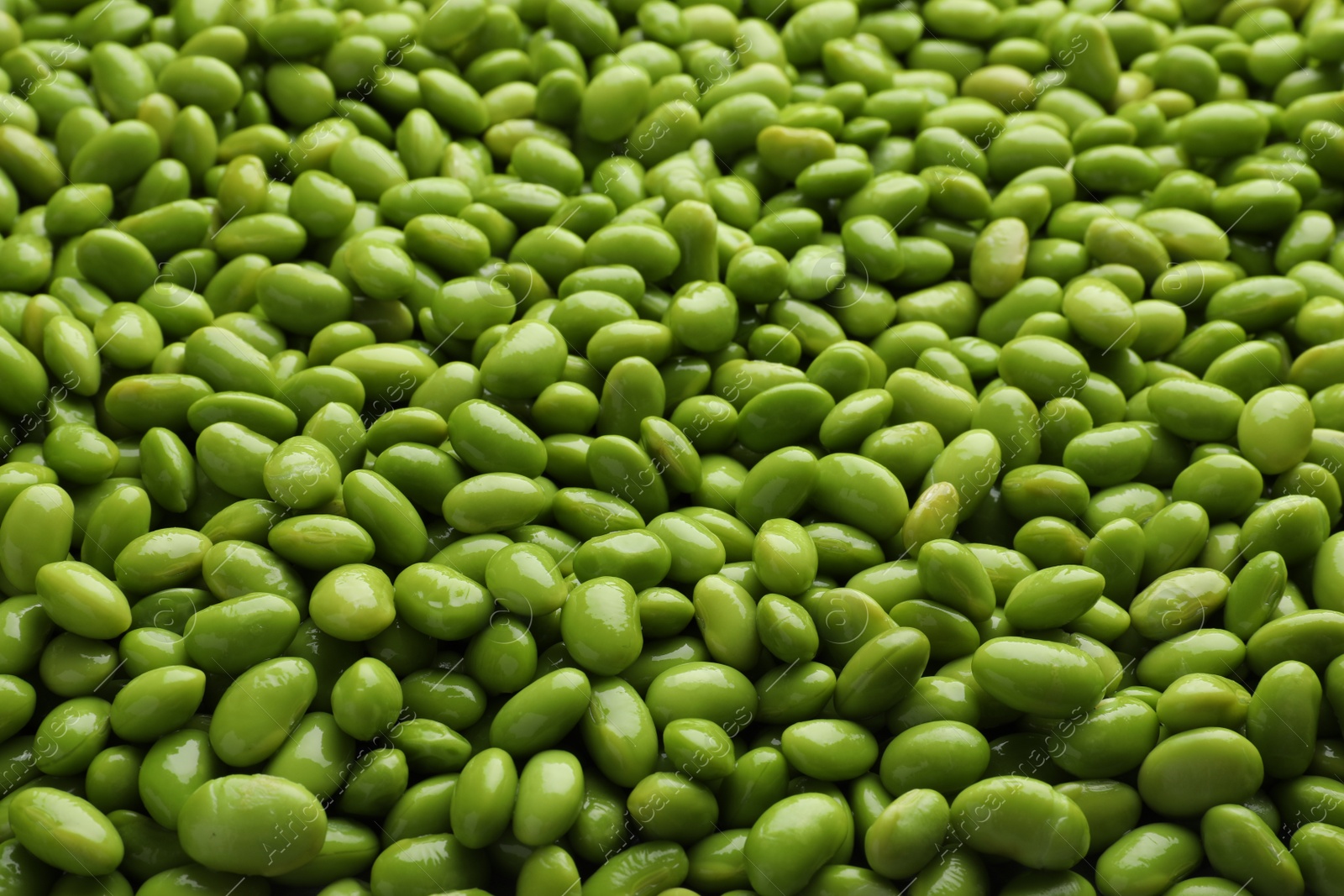 Photo of Many edamames as background, closeup. Soy beans