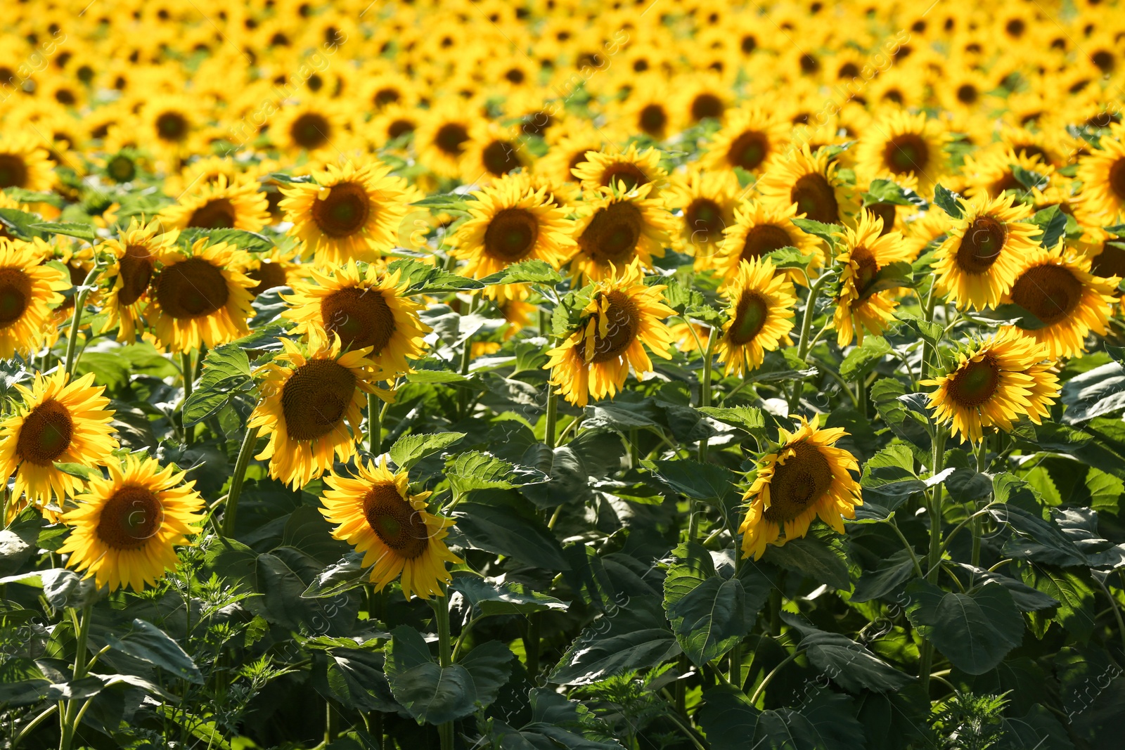 Photo of Many beautiful sunflowers in field on sunny day