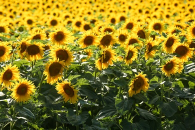 Photo of Many beautiful sunflowers in field on sunny day