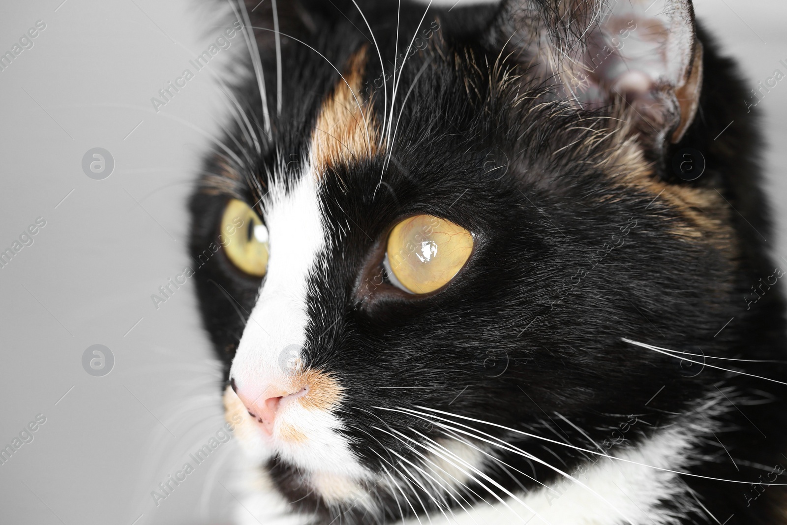 Photo of Cute cat with corneal opacity in eye on light grey background, closeup