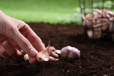 Photo of Woman planting garlic cloves into fertile soil outdoors, closeup. Space for text