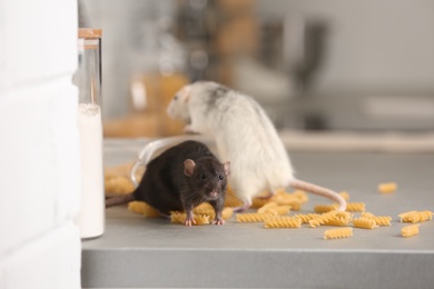 Photo of Rats near open container with pasta on kitchen counter. Household pest