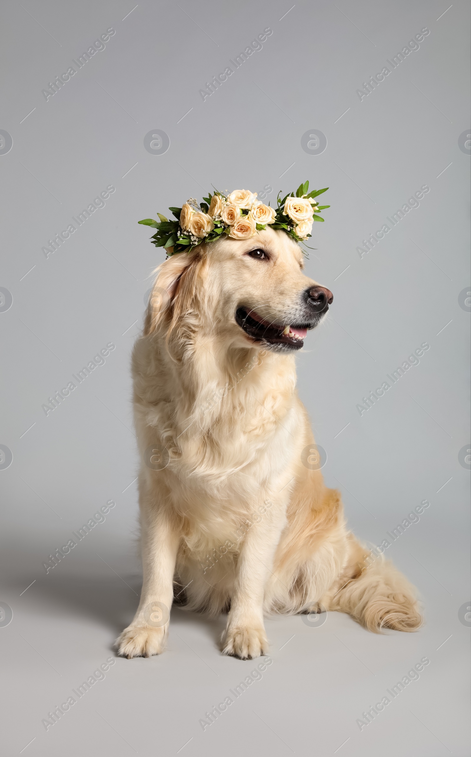 Photo of Adorable golden Retriever wearing wreath made of beautiful flowers on grey background