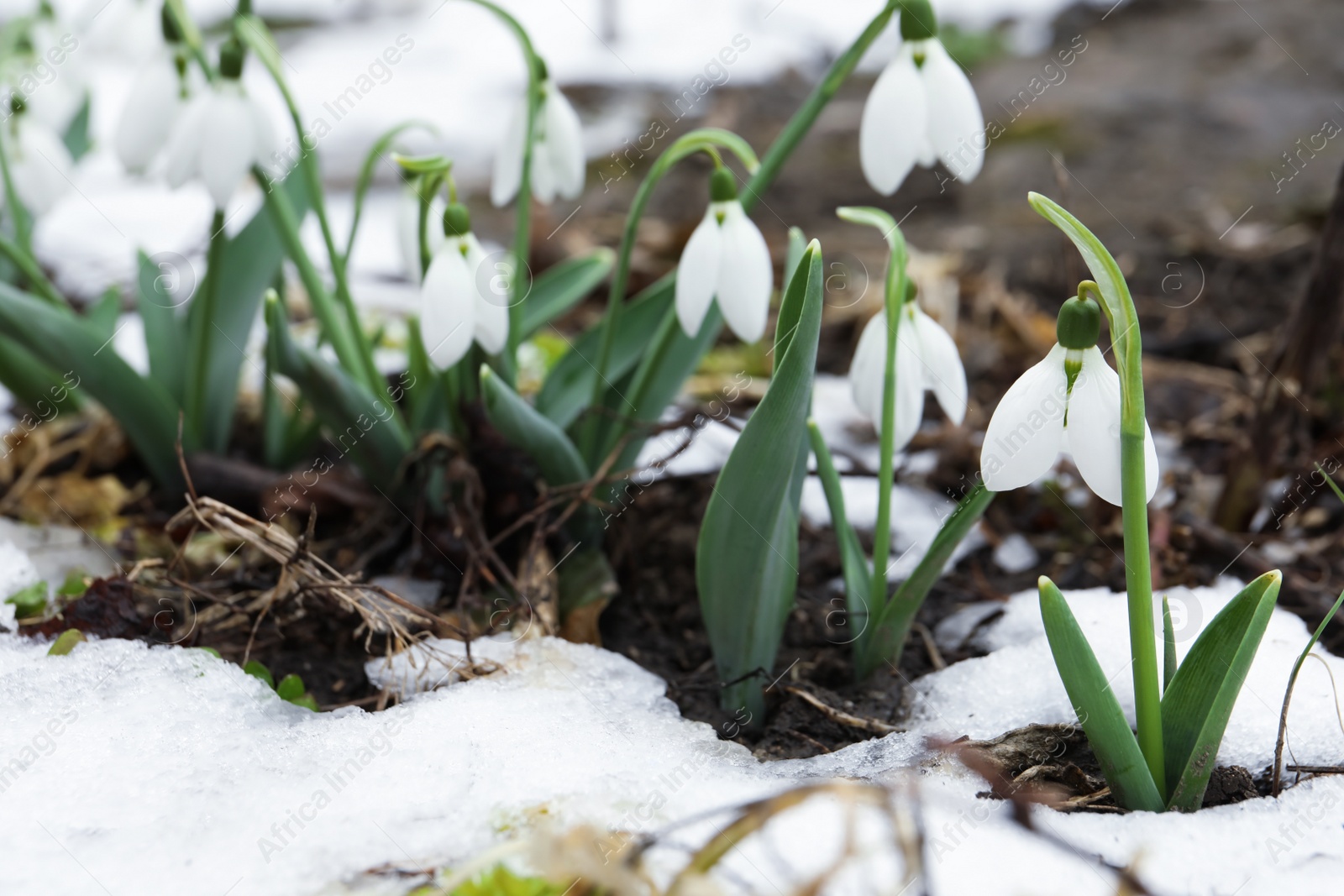 Photo of Beautiful blooming snowdrops growing outdoors, space for text. Spring flowers