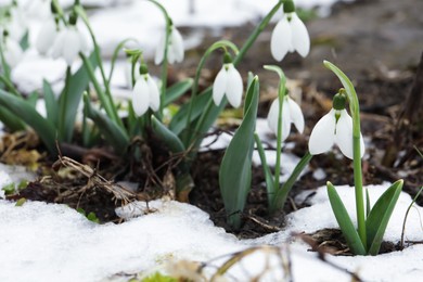 Beautiful blooming snowdrops growing outdoors, space for text. Spring flowers