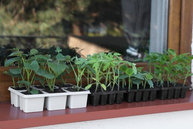 Photo of Seedlings growing in plastic containers with soil on windowsill