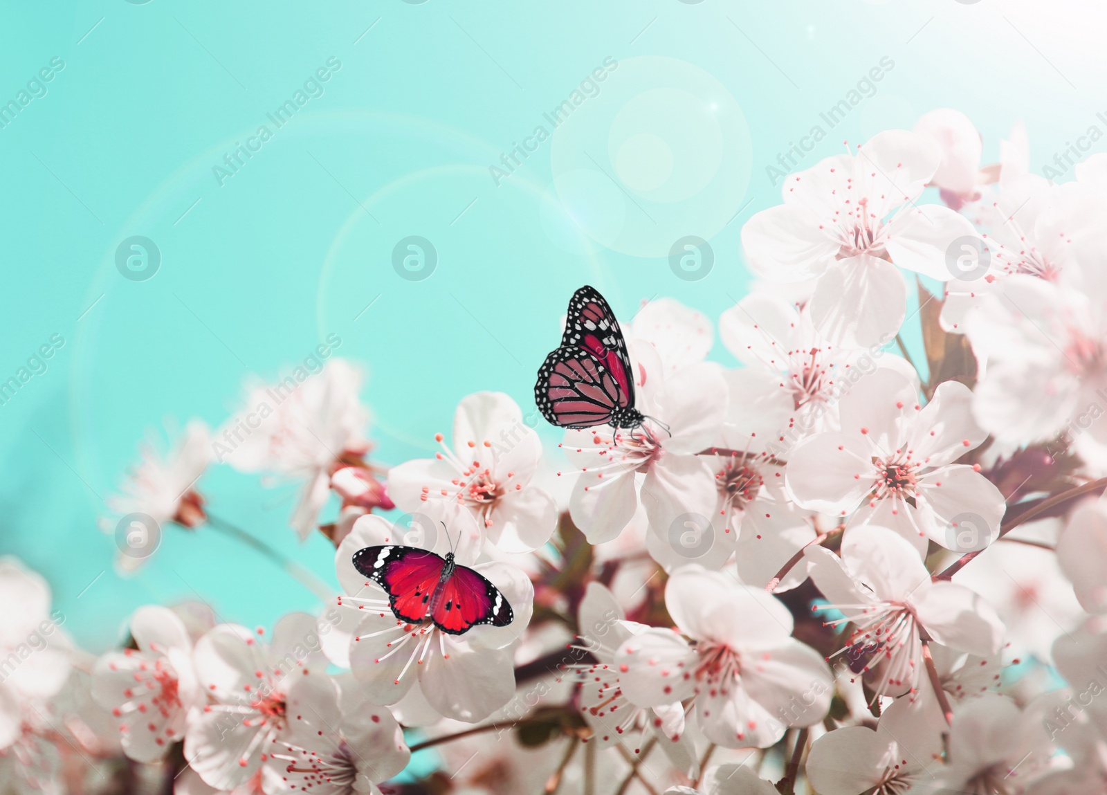 Image of Beautiful butterflies on blossoming cherry tree outdoors