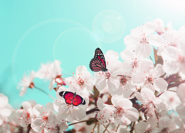 Beautiful butterflies on blossoming cherry tree outdoors