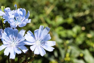 Photo of Beautiful blooming chicory flowers growing outdoors, closeup. Space for text