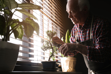 Photo of Senior man taking care of Japanese bonsai plant near window indoors. Creating zen atmosphere at home