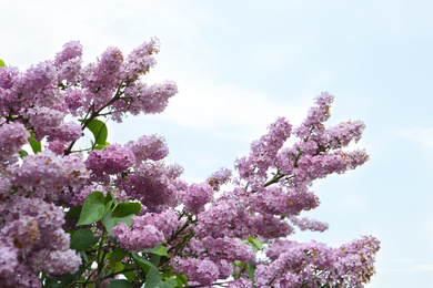 Photo of Closeup view of beautiful blossoming lilac bush outdoors
