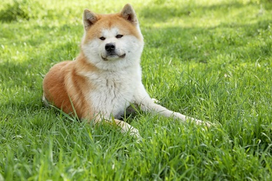 Cute Akita Inu dog on green grass outdoors