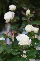 Photo of Beautiful white rose flowers blooming outdoors, closeup