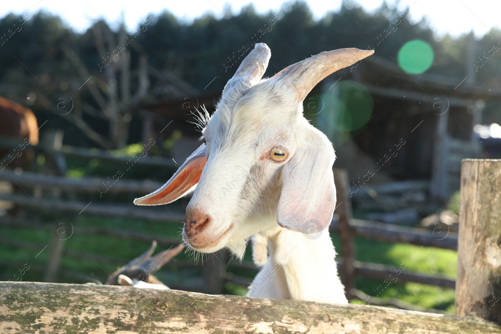 Photo of Cute goat inside of paddock at farm