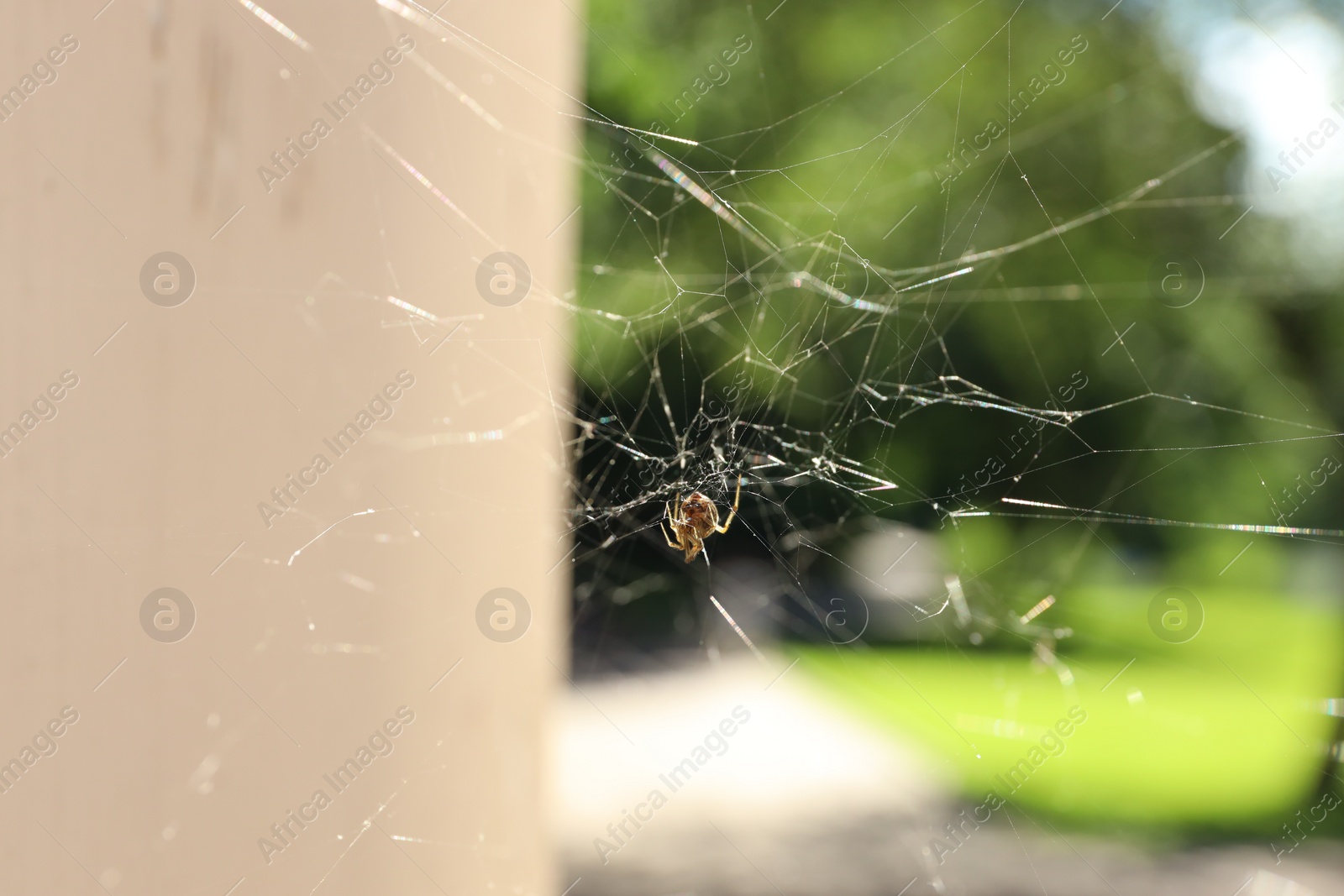 Photo of Cobweb and spider on building outdoors, closeup