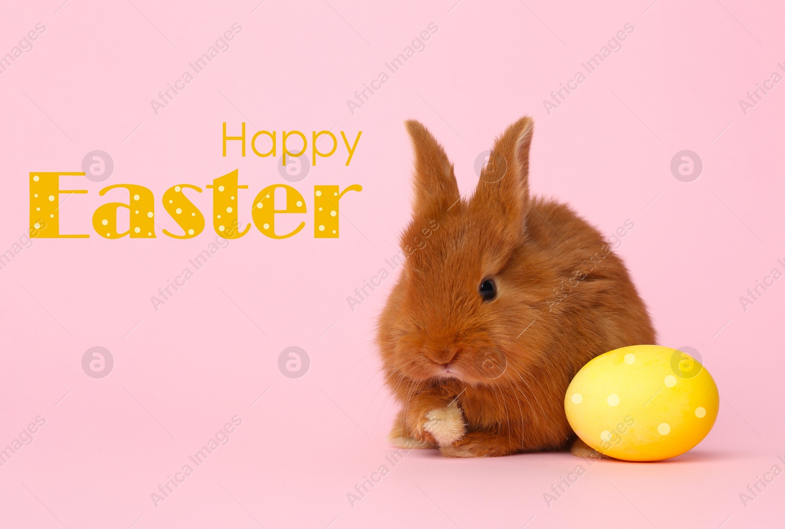 Image of Adorable fluffy bunny and Easter egg on pink background