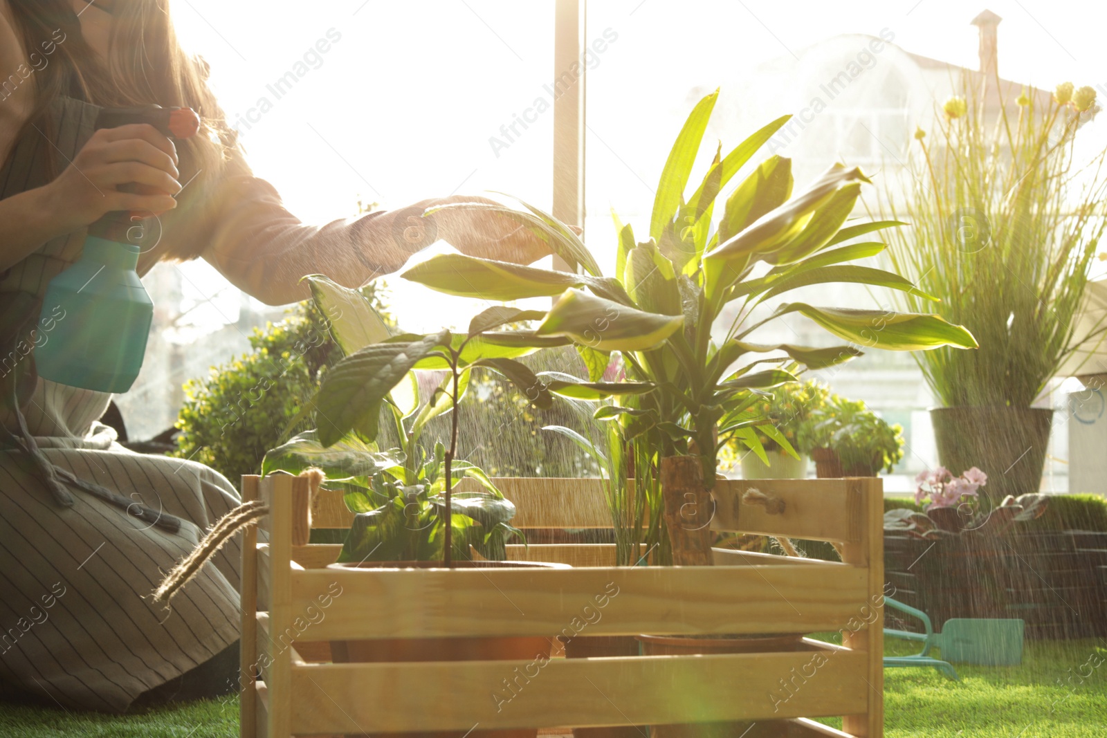 Photo of Woman taking care of plants indoors, closeup. Home gardening