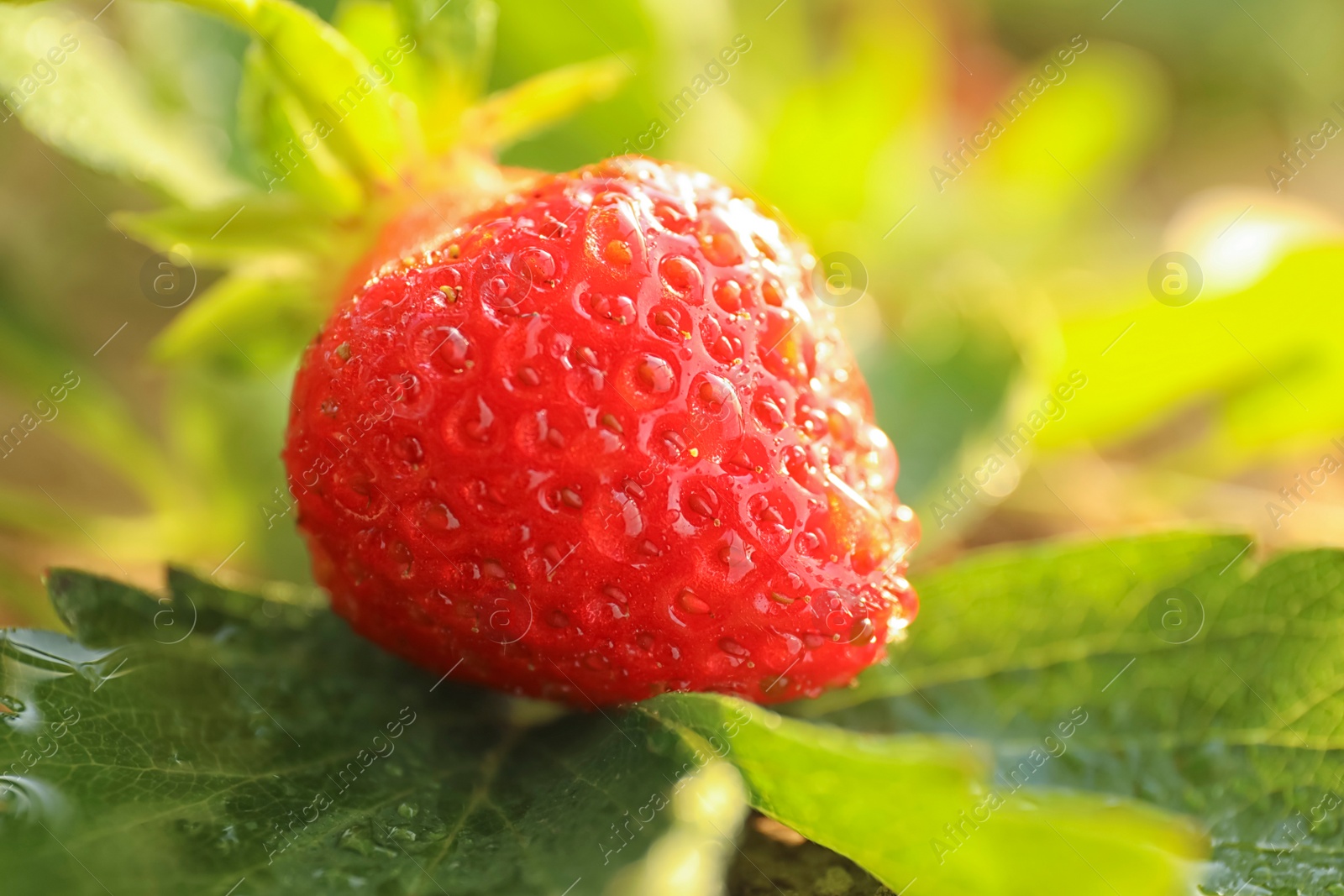 Photo of Strawberry plant with ripe berry on blurred background, closeup