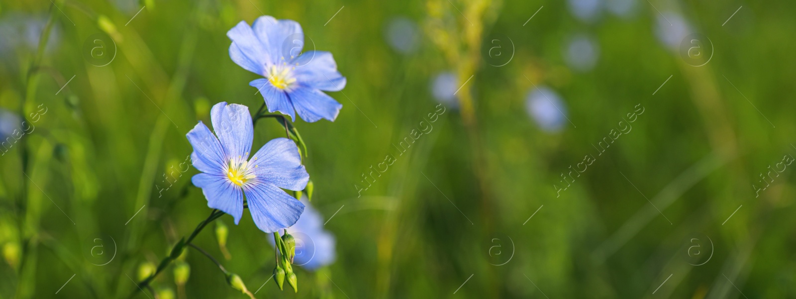 Image of Beautiful blooming flax plants in meadow, closeup view with space for text. Banner design