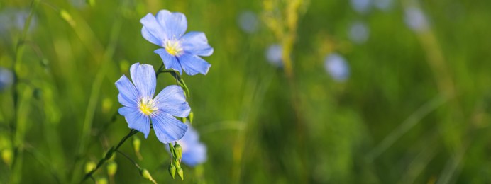 Image of Beautiful blooming flax plants in meadow, closeup view with space for text. Banner design