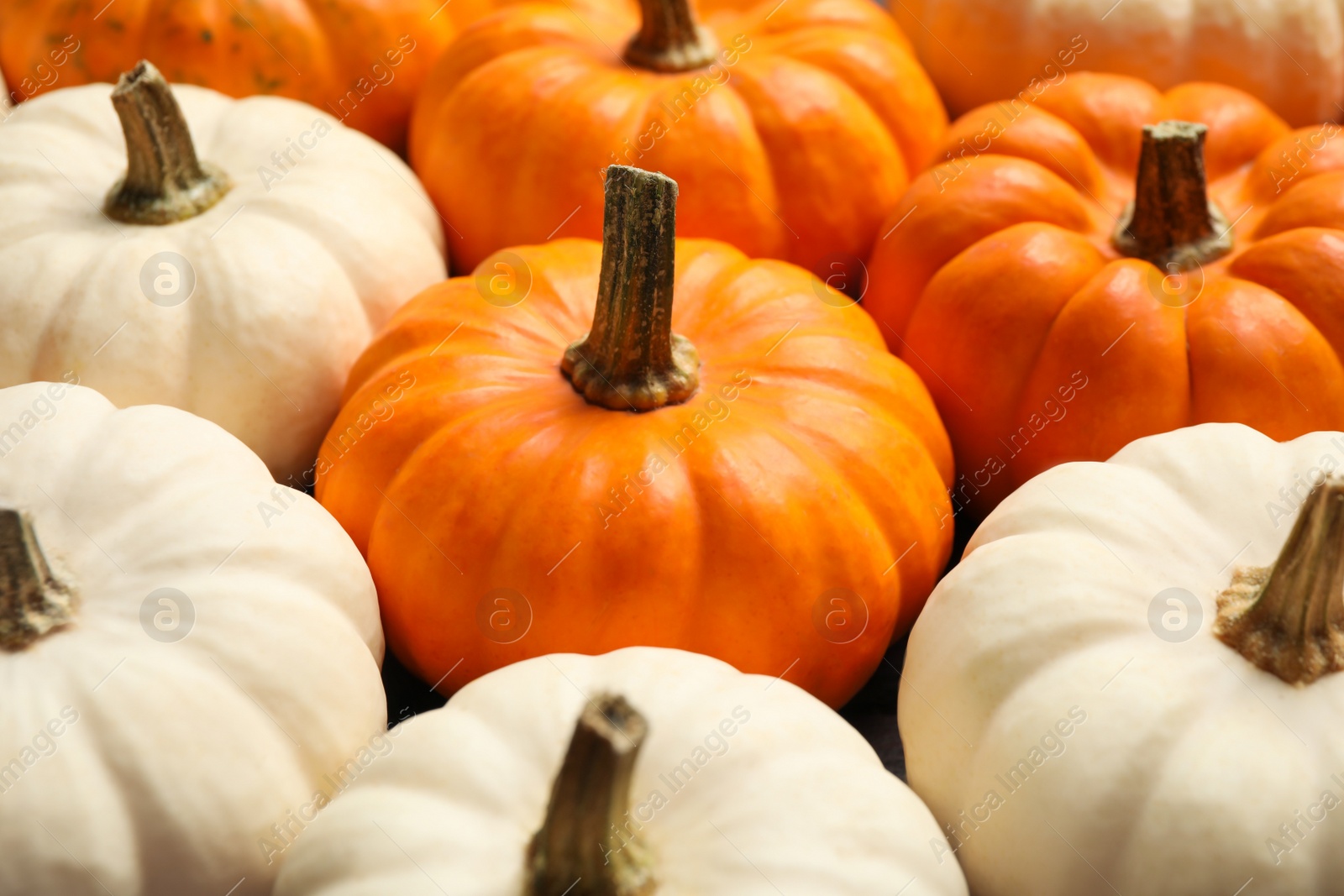 Photo of Many white and orange pumpkins as background, closeup